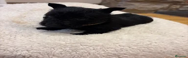 Scottish Terrier 3