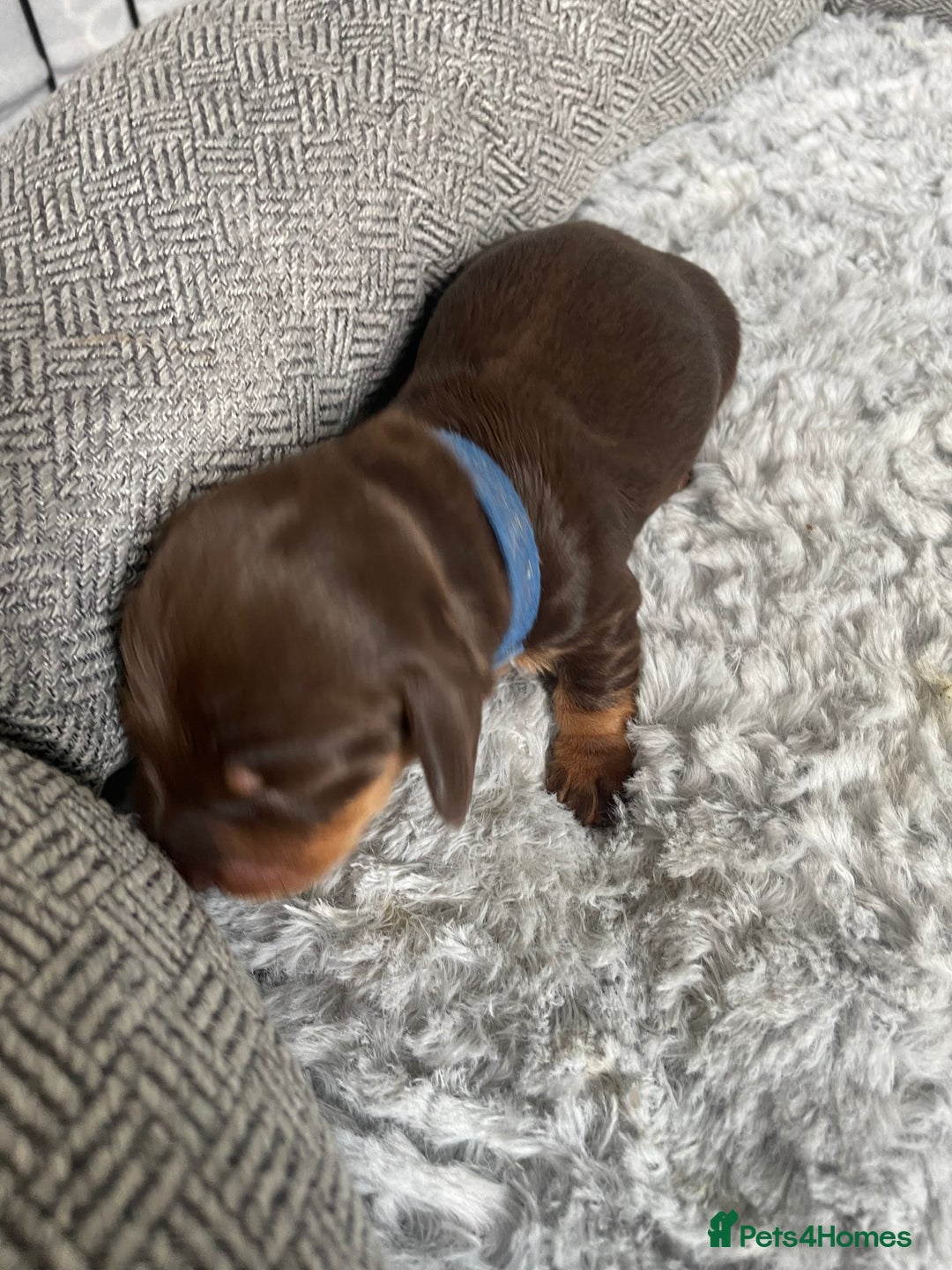 Miniature Dachshund dogs for sale: True miniature Daschund puppies - Advert 10