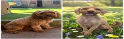 Cockapoo dogs for sale: Cockerpoo in Bolton - Advert 10