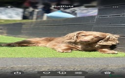 Miniature Dachshund dogs for sale: Beautiful miniature dachshund pups  - Image 7