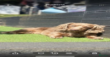 Miniature Dachshund dogs - Advert 15
