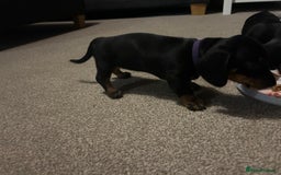Miniature Dachshund dogs for sale: Little Legs, Big Hearts, Miniature Dachshunds x - Image 16