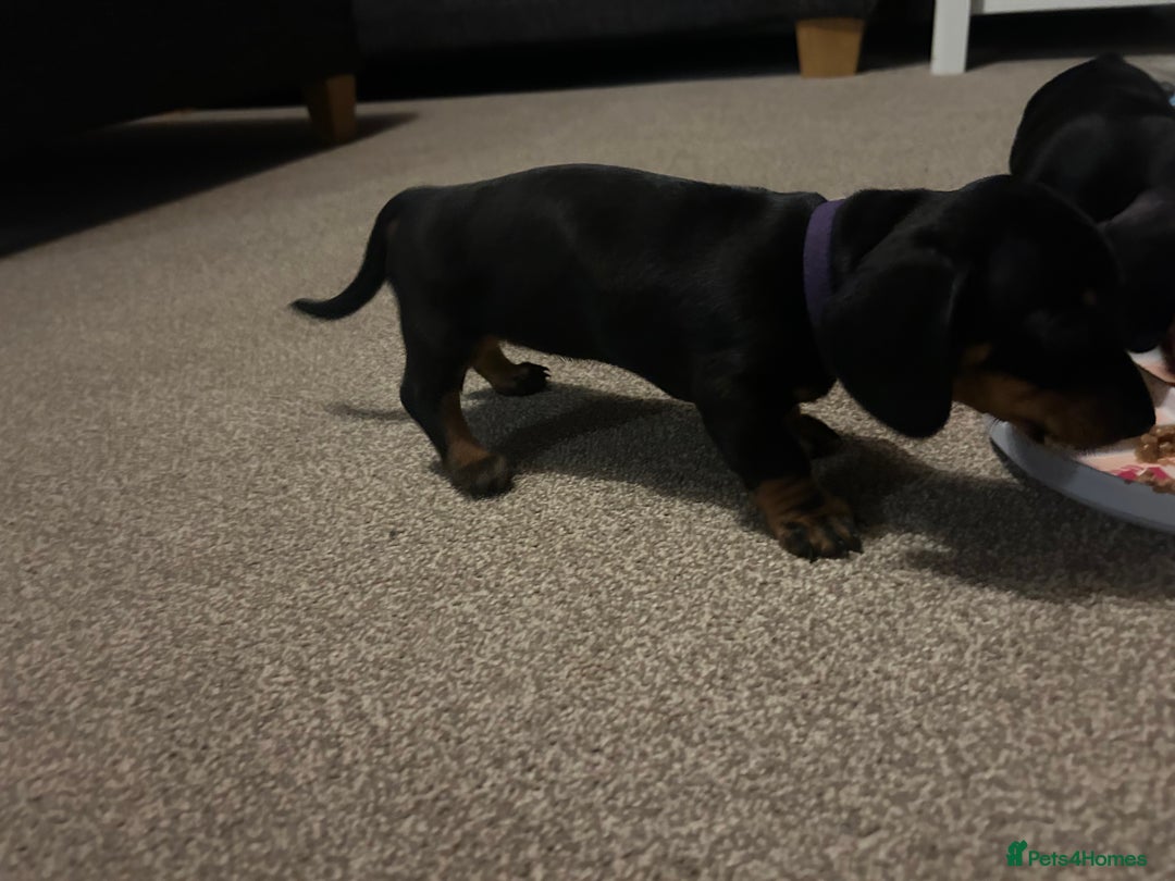 Miniature Dachshund dogs for sale: Little Legs, Big Hearts, Miniature Dachshunds x - Image 16