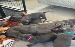 Staffordshire Bull Terrier dogs for sale: KC staff puppy for sale ready to go - Image 4
