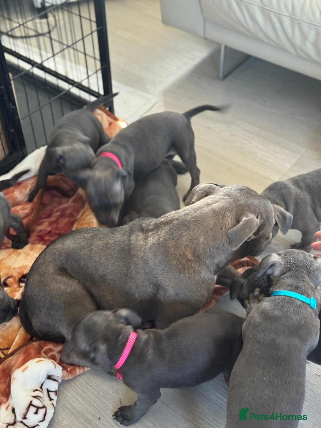 Staffordshire Bull Terrier dogs for sale: KC staff puppy for sale ready to go - Image 4