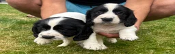 Cocker Spaniel dogs for sale: Cocker spaniel  - Advert 12