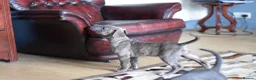 American Bull Staffy dogs for sale: American Staffordshire Terrier - Advert 29
