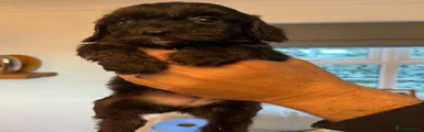 Cockapoo 2