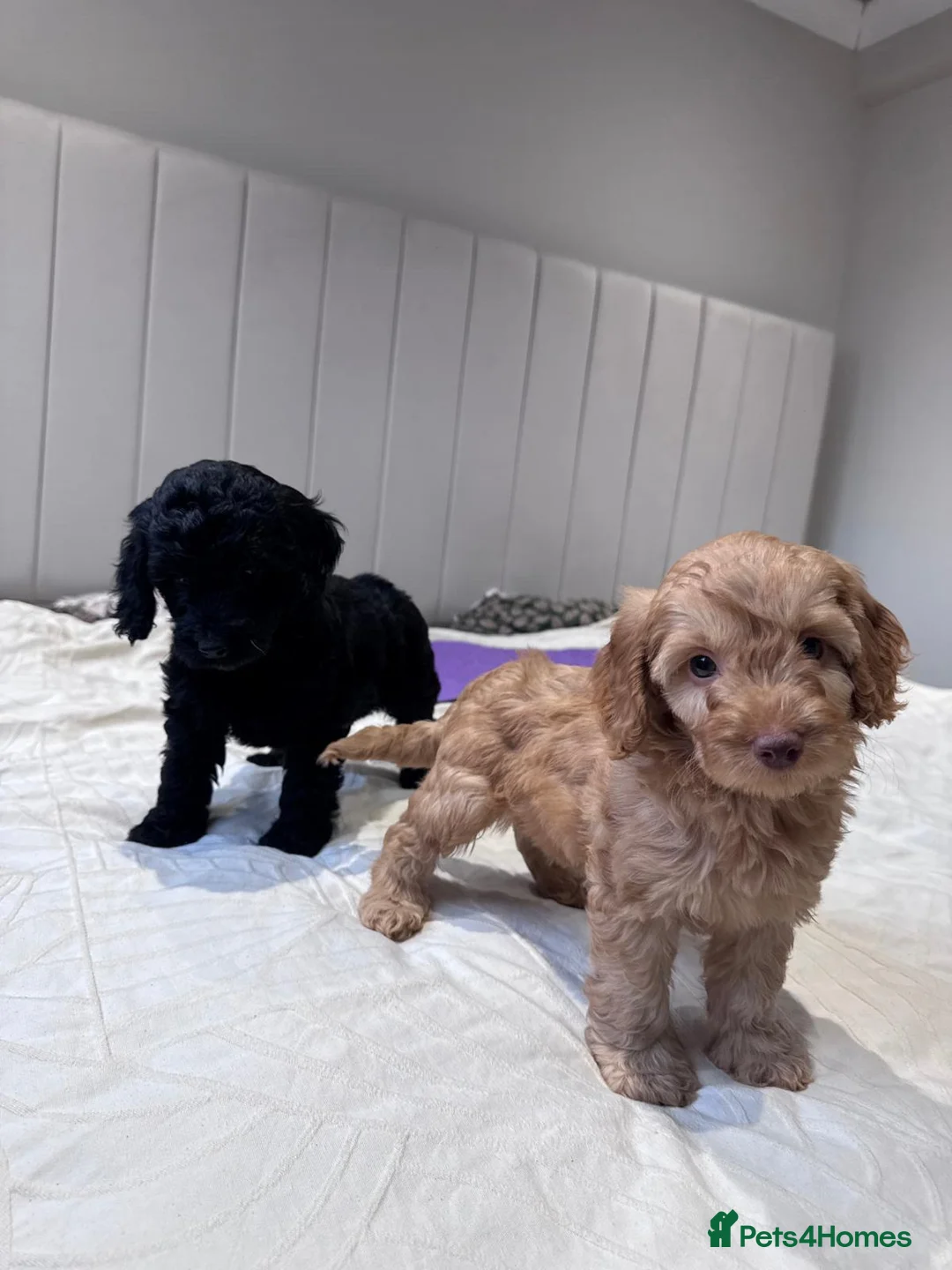 Cockapoo dogs for sale: Beautiful Cockapoo Girl Looking for Forever Home - Advert 2