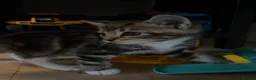 Mixed Breed cats for sale: 3 kittens for sale  - Advert 7