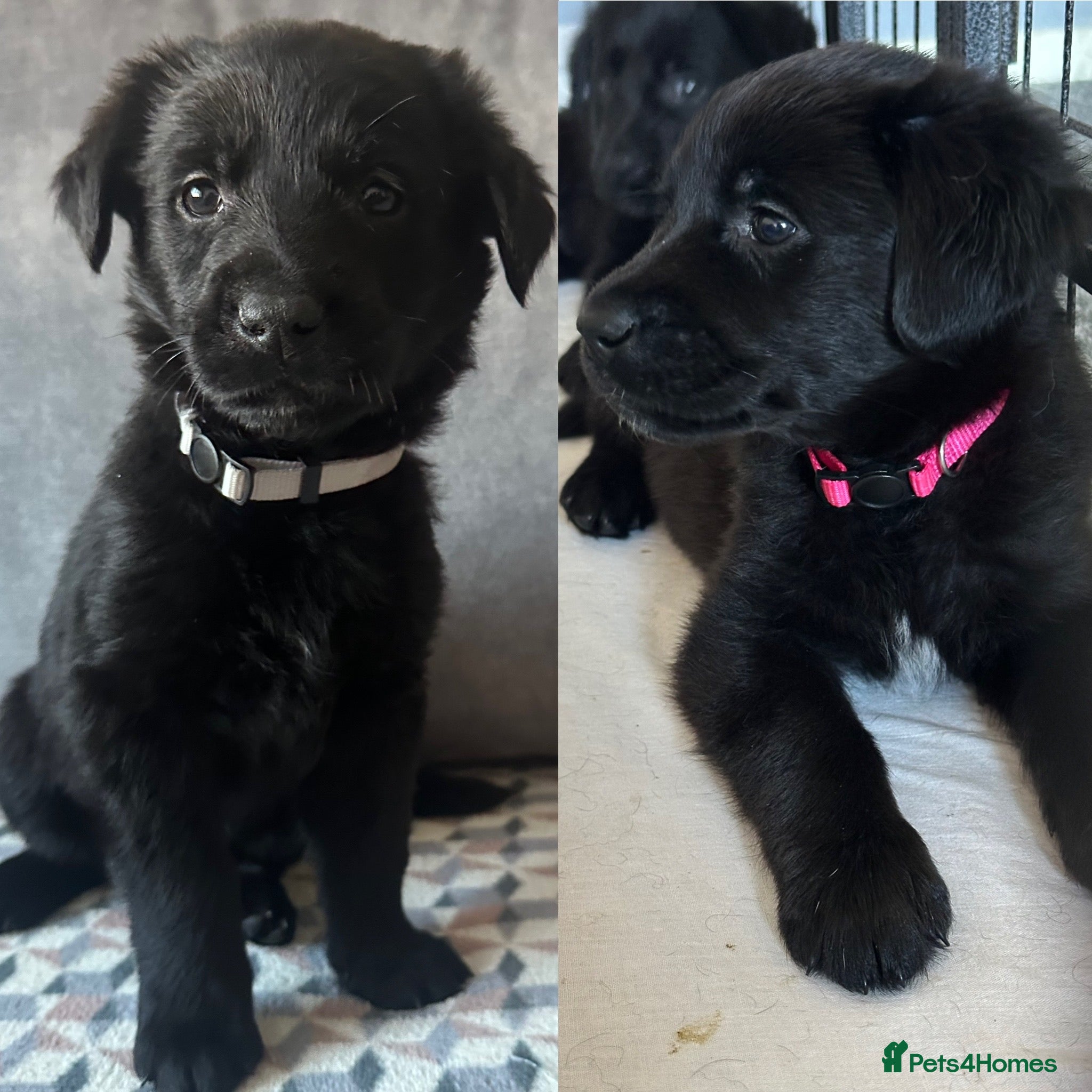 Golden Shepherd dogs 1 girl & 1 boy left 🌸🐾 Golden Shepherd Puppies  - Advert 2