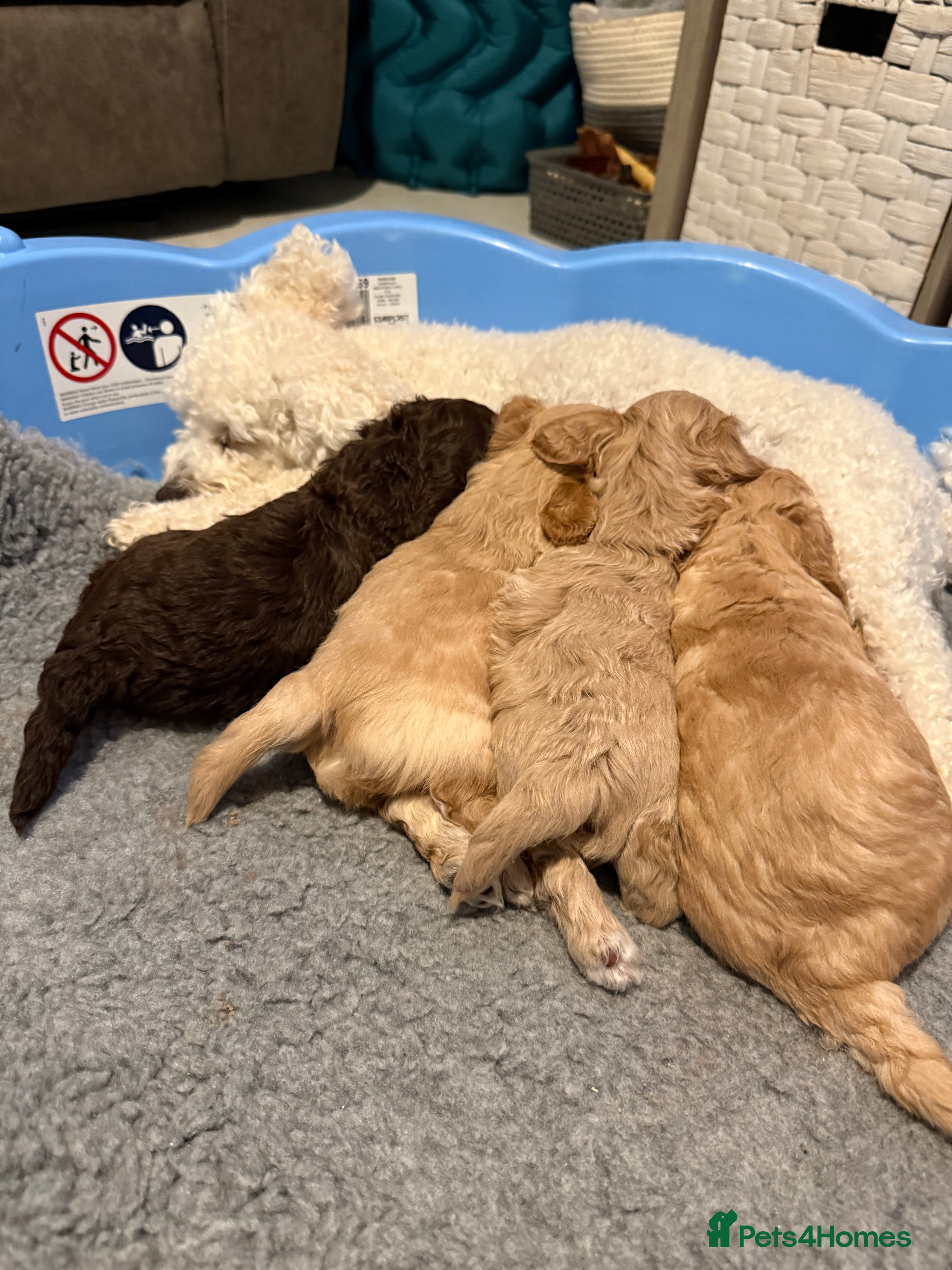 Mixed Breed dogs Poochon x Doxiepoo - Advert 4