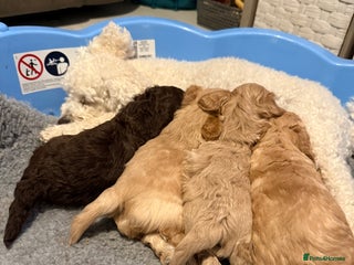 Mixed Breed dogs Poochon x Doxiepoo - Advert 2