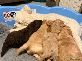 Mixed Breed dogs Poochon x Doxiepoo - Advert 7