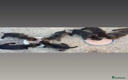 Presa Canario dogs for sale: Presa Canario  - Image 18