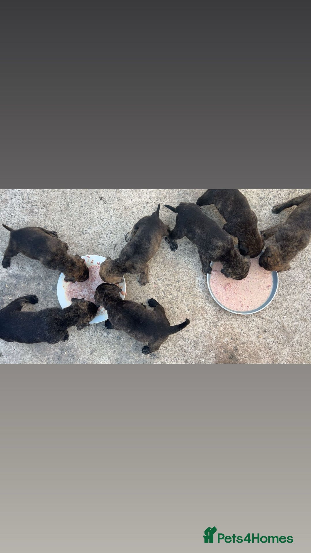 Presa Canario dogs for sale: Presa Canario  - Image 18