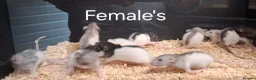 Rat rodents for sale: Baby Dumbo Rat's Male's & Female's - Advert 11