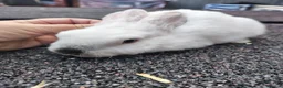 Mini Lop rabbits for sale: Mini lop babies - Advert 4