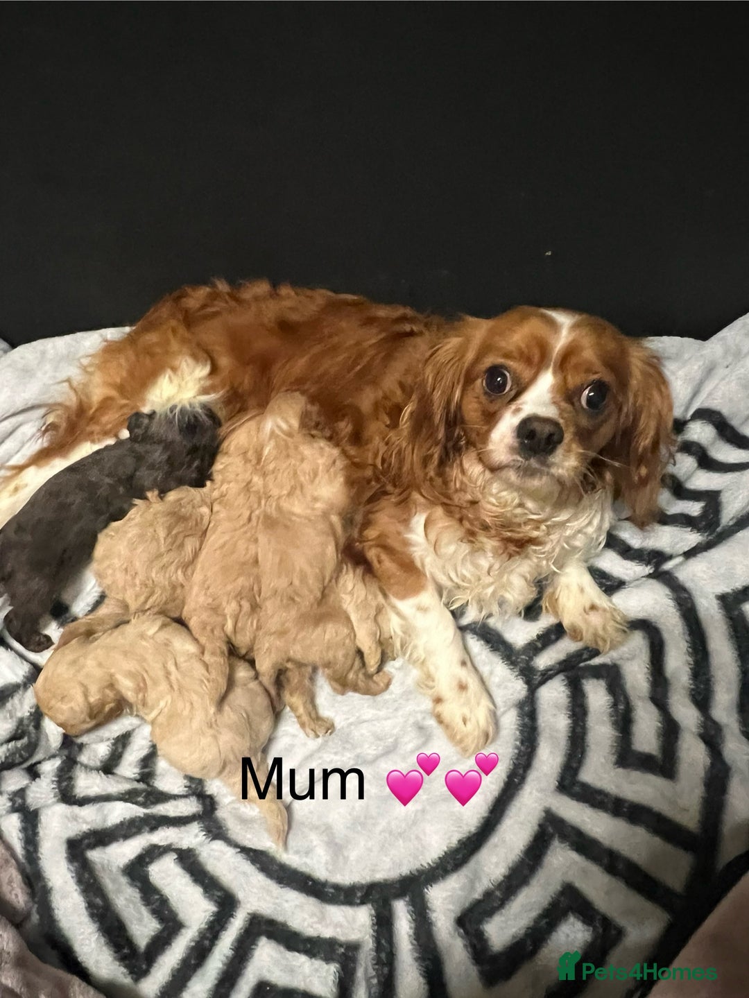 Cavapoo dogs for sale: Health tested cavapoos ready 16th February 🐶 - Advert 7
