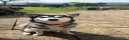 Pomsky dogs for sale: F4 Pomsky just under a year old  in Swansea - Advert 2