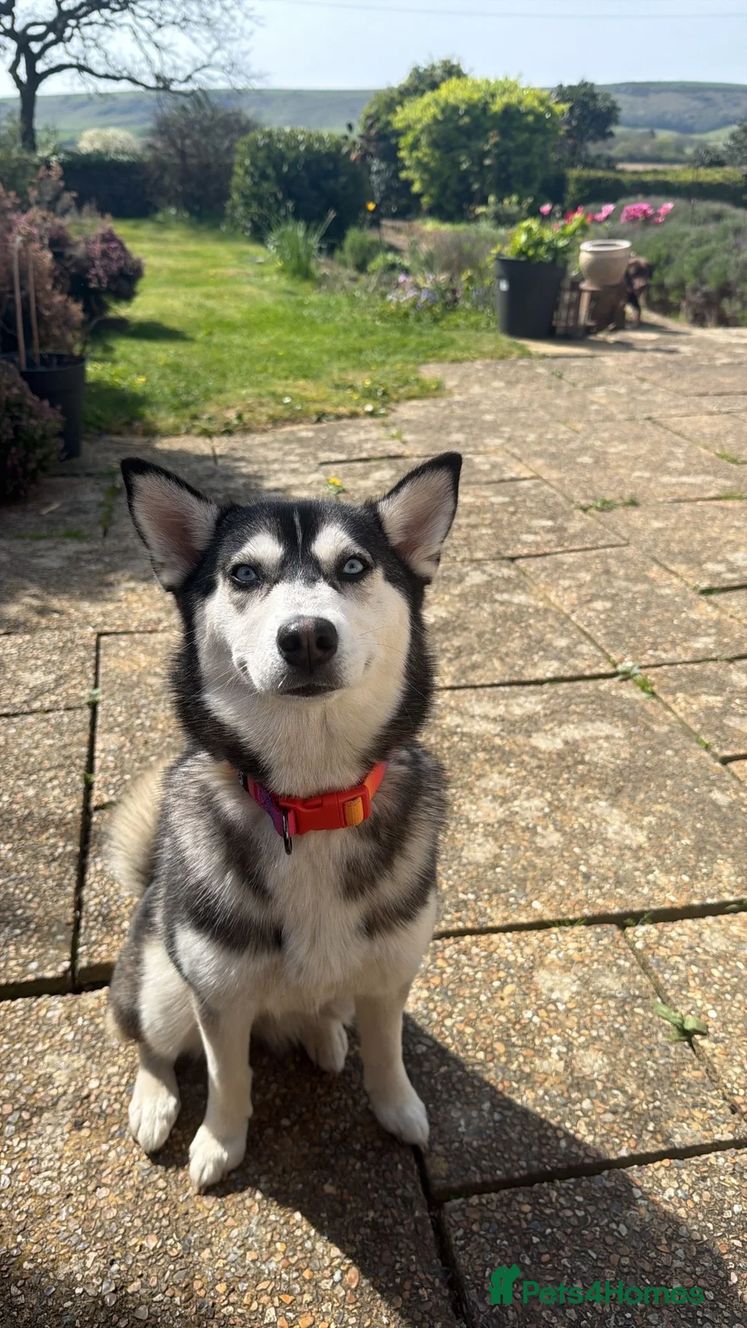 Pomsky dogs for sale: F4 Pomsky just under a year old  in Swansea - Advert 2