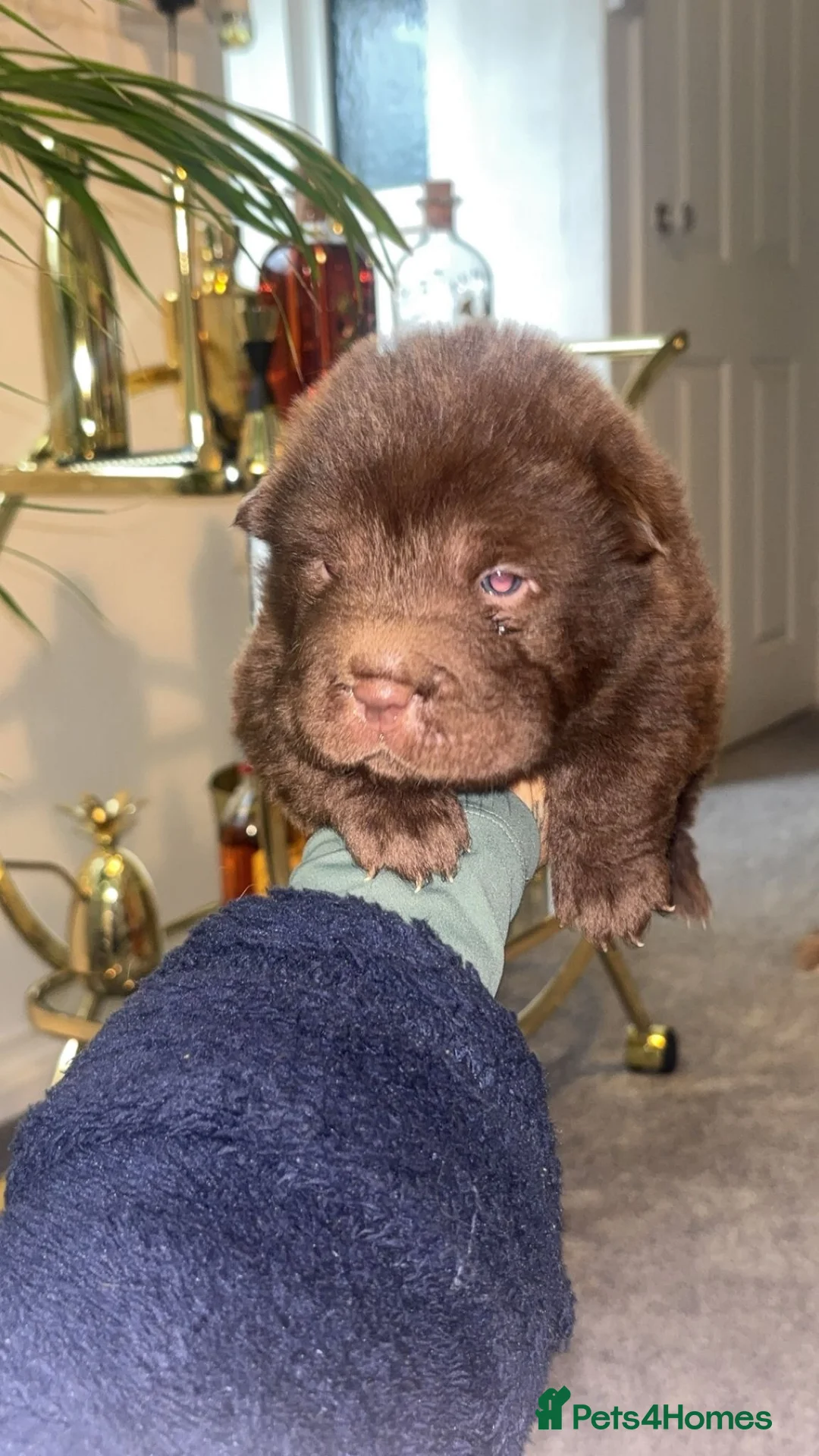 Shar Pei dogs for sale: Top quality choc and tan bear coat sharpies - Advert 3