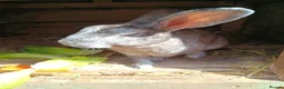 Rex rabbits for sale: Baby rabbit - Advert 5