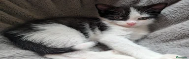 Mixed Breed 2 Boy