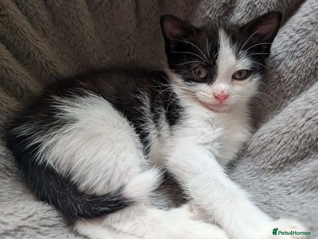 Mixed Breed cats for sale: 3 very playful kittens needing a new home - Advert 2