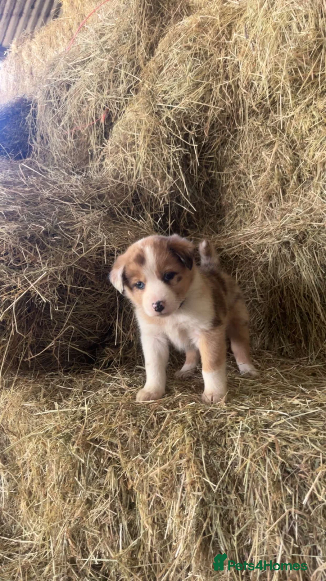 Mixed Breed dogs for sale: Collie x Australian Shepherd pup - Advert 8
