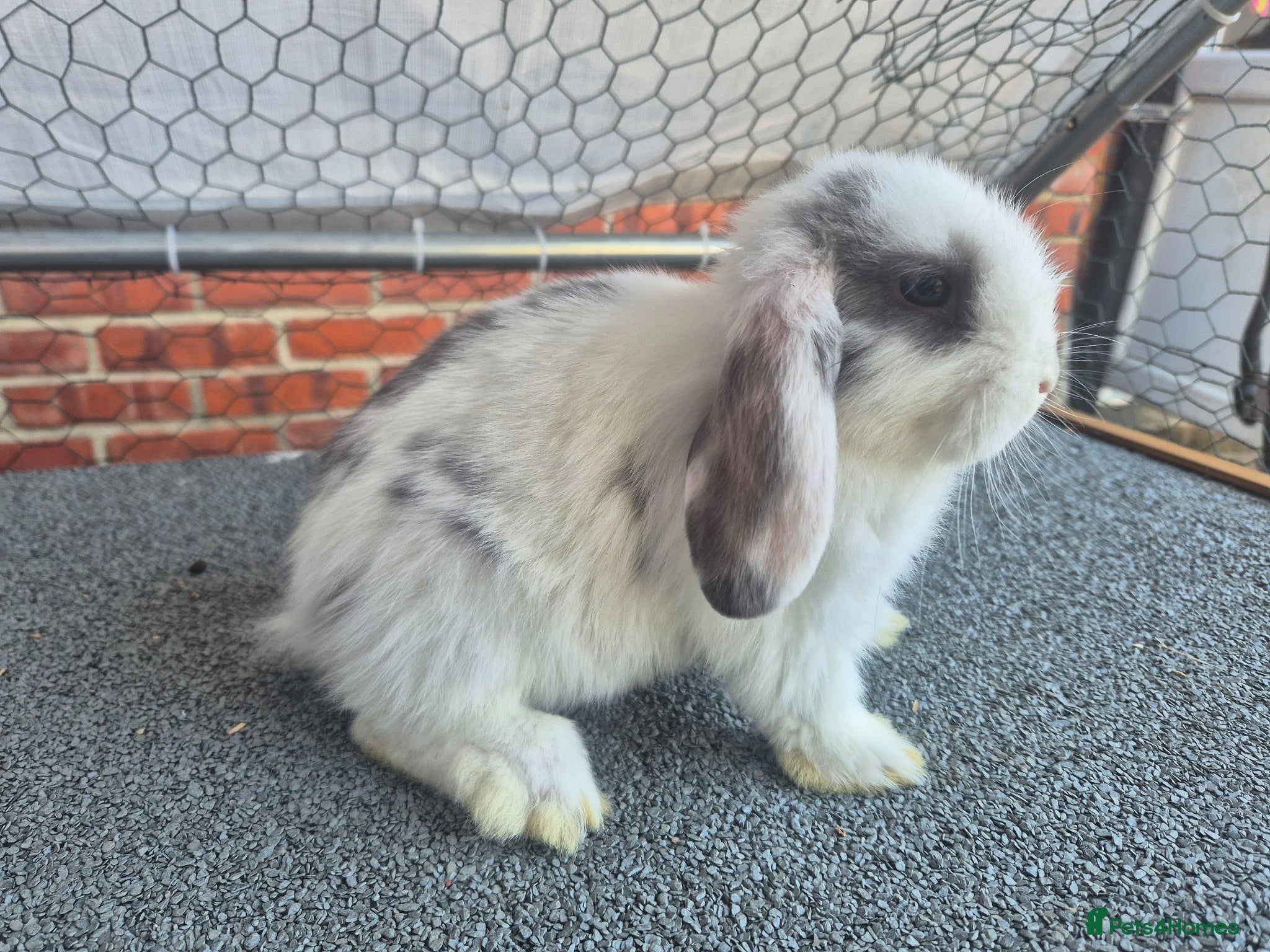 Mini Lop rabbits 💙 2 x girls 3 x boys available now❤️  - Advert 2
