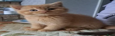 British Shorthair 2