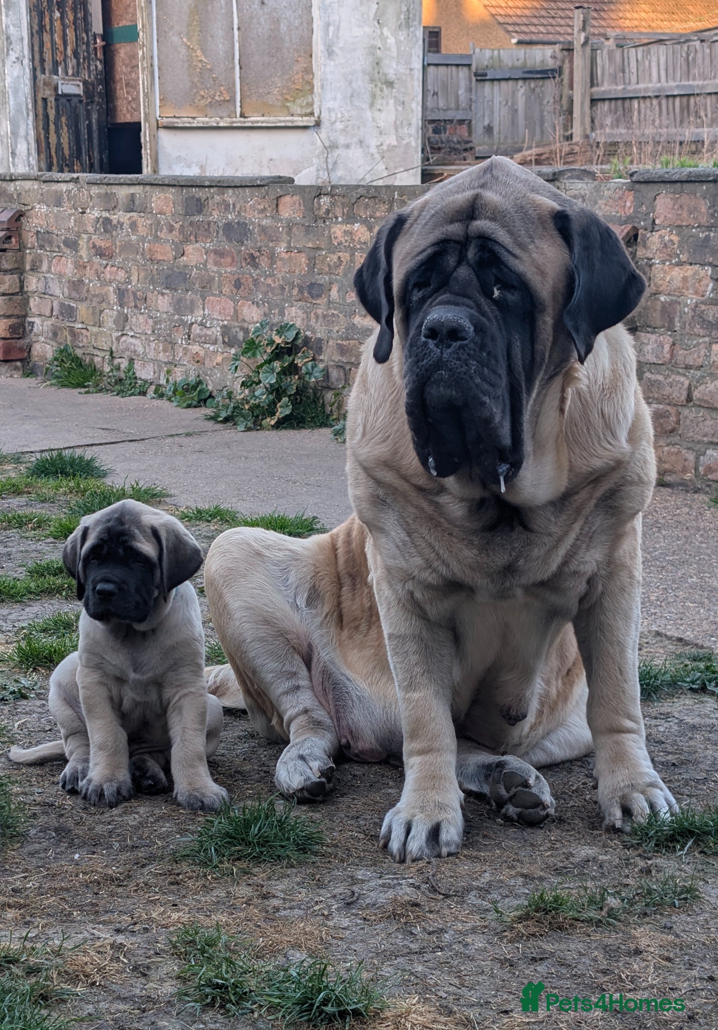 Mastiff dogs Show line, health tested English mastiff puppies - Advert 1