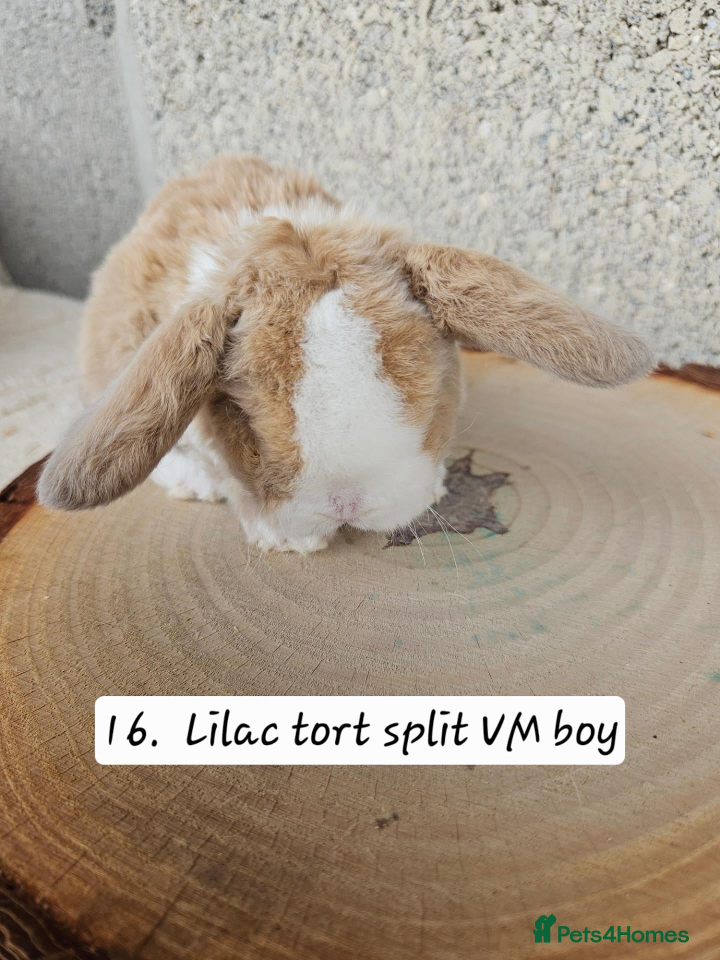 French Lop rabbits 🐻 Ad 2 PUREBRED MINI PLUSH LOPS 💕 - Advert 2