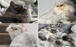 Munchkin cats for sale: Exceptional Quality & Extremely Rare Silver Minuet - Image 32