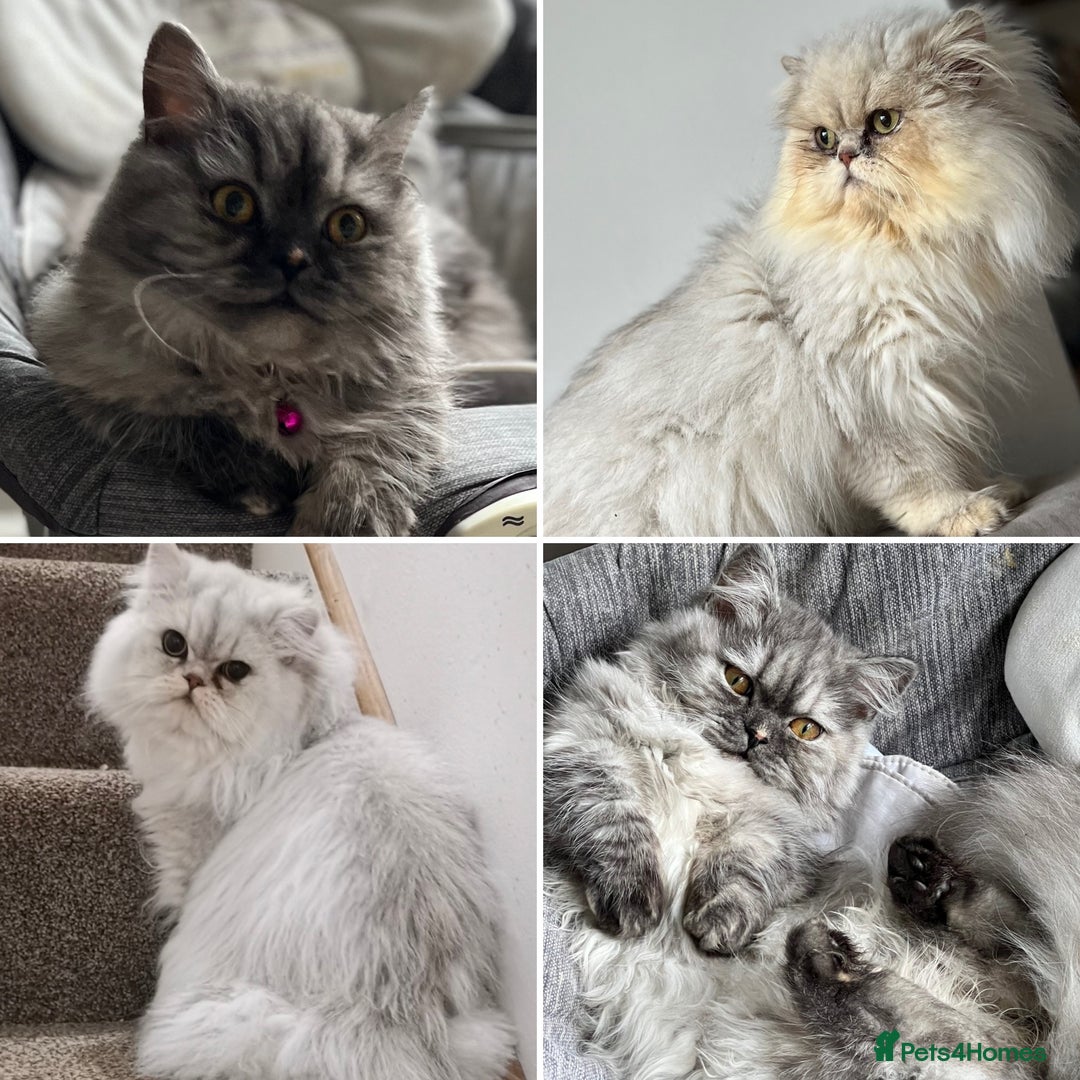 Munchkin cats for sale: Exceptional Quality & Extremely Rare Silver Minuet - Image 32