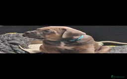 Cane Corso dogs for sale: Excellent Formentino Corso male puppies for sale.  - Image 8