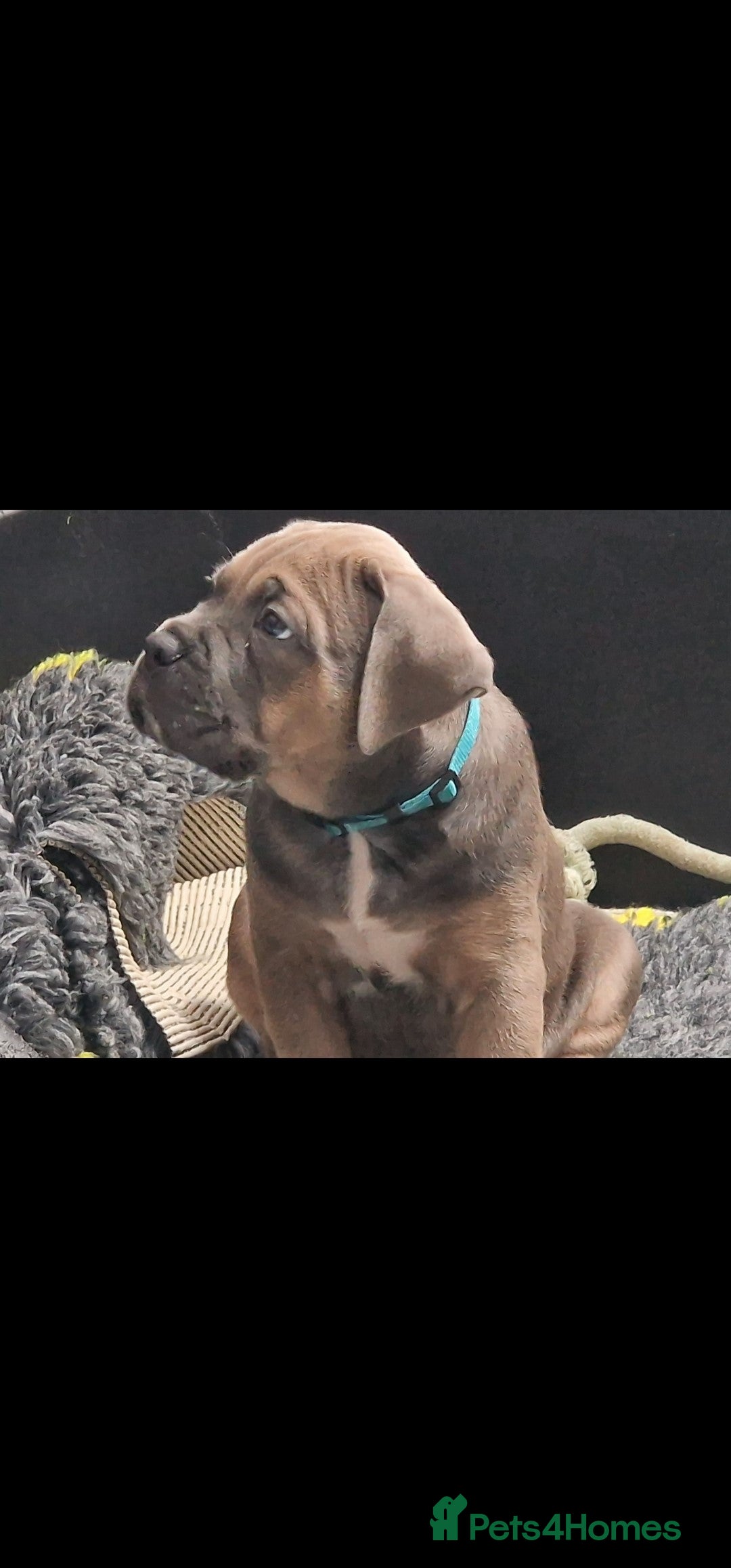 Cane Corso dogs for sale: Excellent Formentino Corso male puppies for sale.  - Image 8