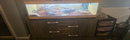 Bearded Dragon reptiles for sale: Bearded dragon  in Tipton - Advert 6