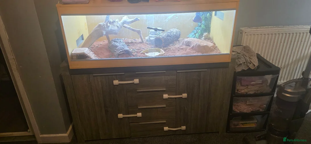 Bearded Dragon reptiles for sale: Bearded dragon  in Tipton - Advert 6