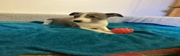 Whippet dogs for sale: Whippet  - Advert 5
