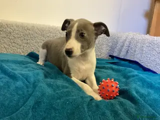 Whippet dogs Whippet - Advert 3