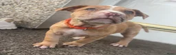 Mixed Breed dogs for sale: North American mastiff X boerboel  - Advert 1
