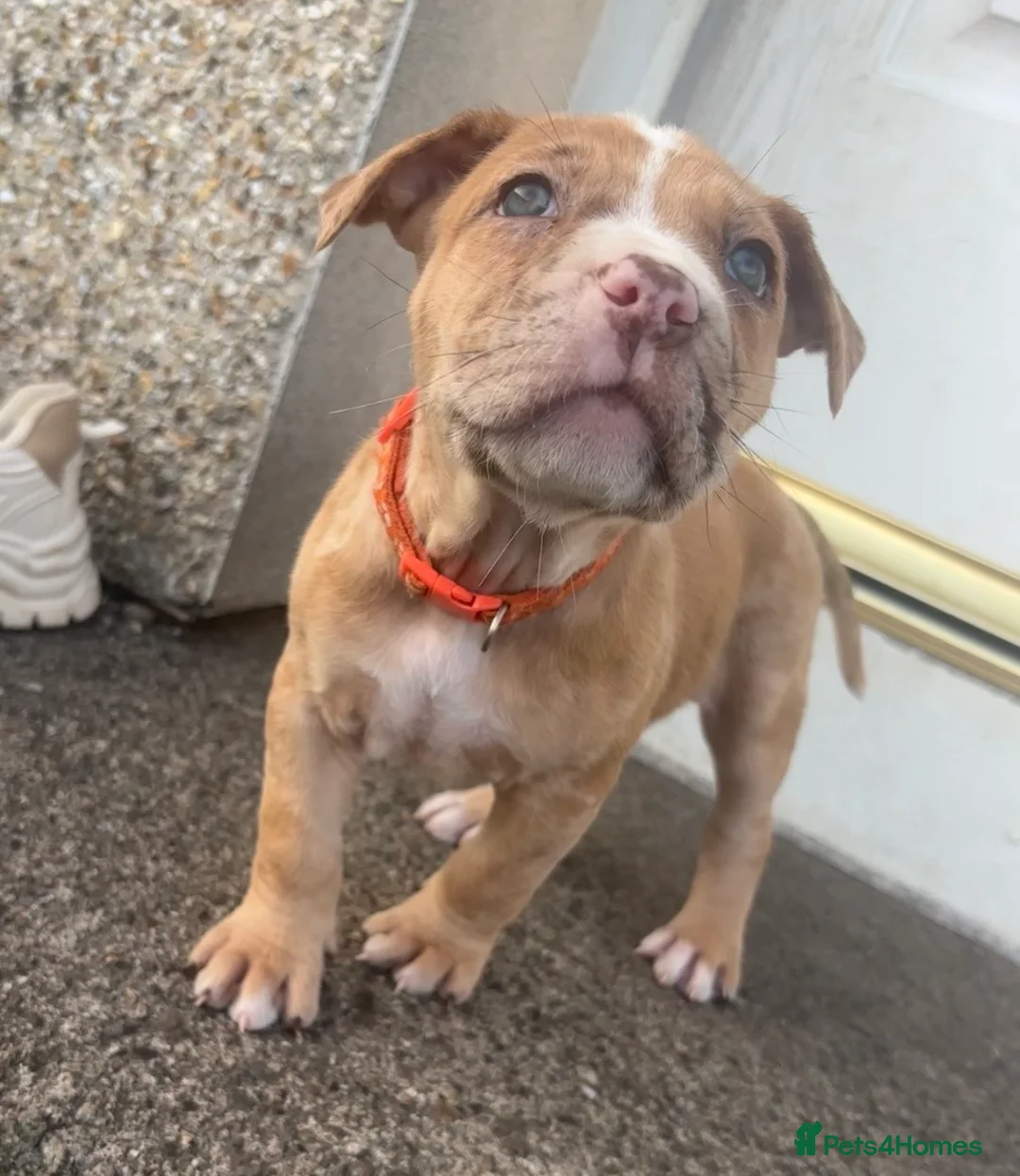 Mixed Breed dogs for sale: North American mastiff X boerboel  - Advert 1