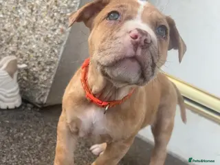 Mixed Breed dogs North American mastiff X boerboel - Advert 1