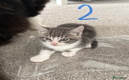 Mixed Breed cats for sale: 5 bsh mixed kittens ready  - Image 5