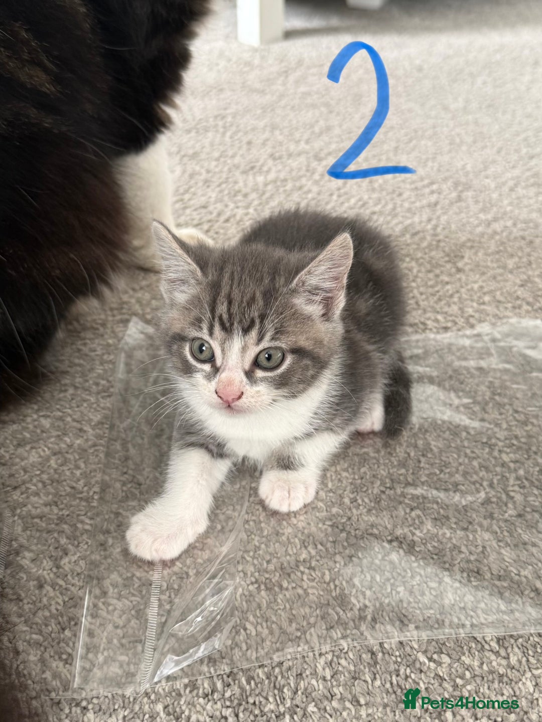 Mixed Breed cats for sale: 5 bsh mixed kittens ready  - Image 5