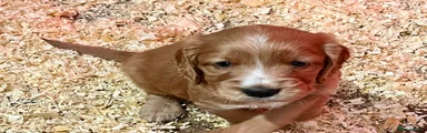 Cocker Spaniel Puppy 1