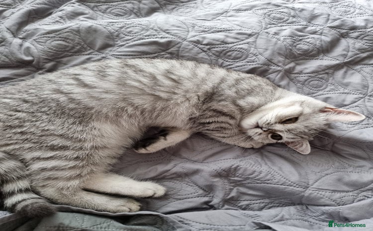 British Shorthair cats - Advert 9