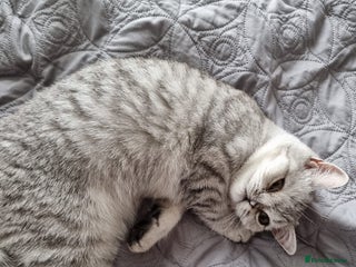 British Shorthair cats - Advert 20